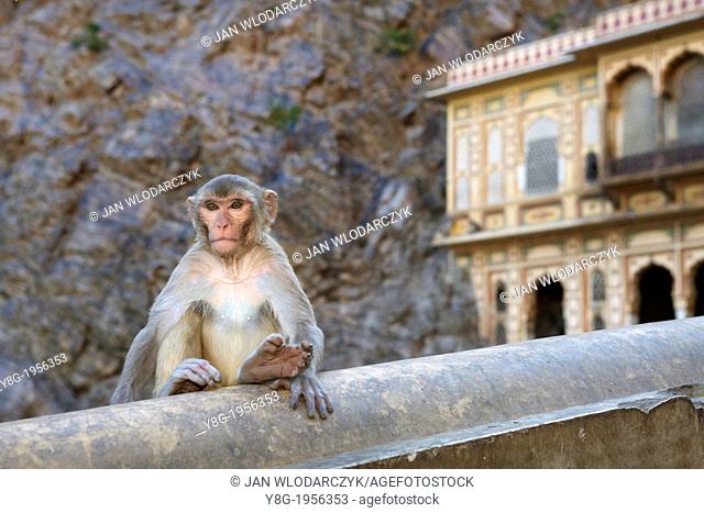 Monkey temple in Galta near Jaipur, Rajasthan, India
