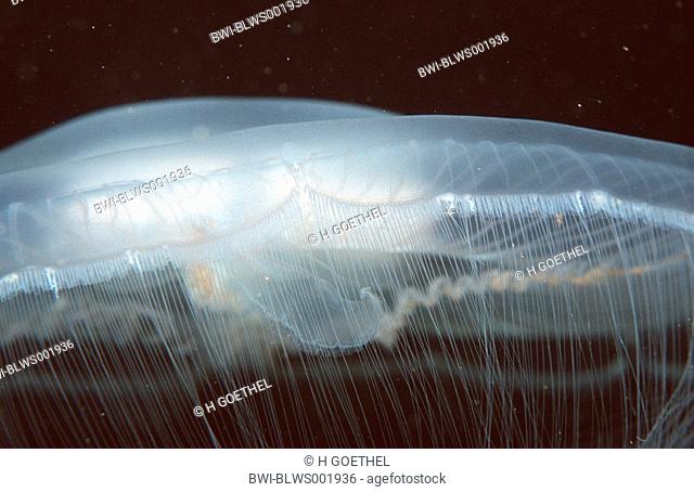 moon jellyfish Aurelia aurita