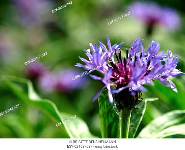 Flockenblumenblau