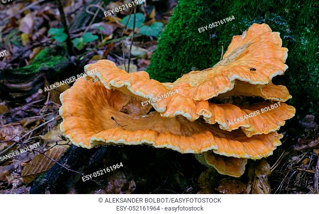 Old giant Sulphur Shelf fungi closeup, Bialowieza forest, poland, Europe