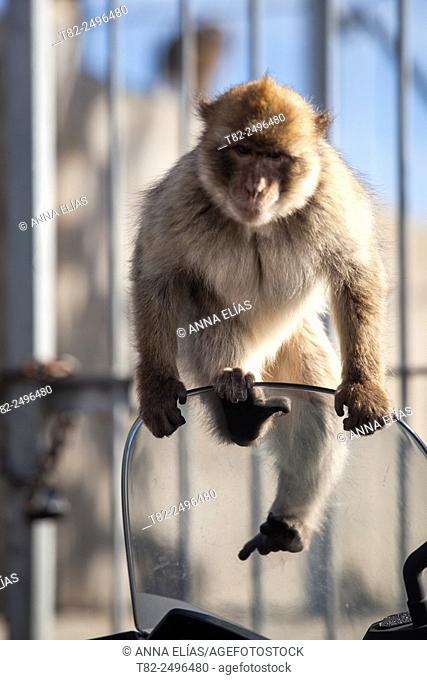 Macaque in gibraltar