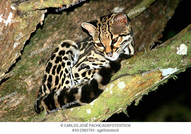 Caucel (Leopardus wiedii) en la Reserva Biologica de Monteverde, Costa Rica