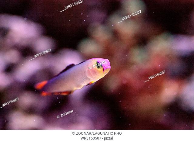 Purple cap firefish, Nemateleotris decora