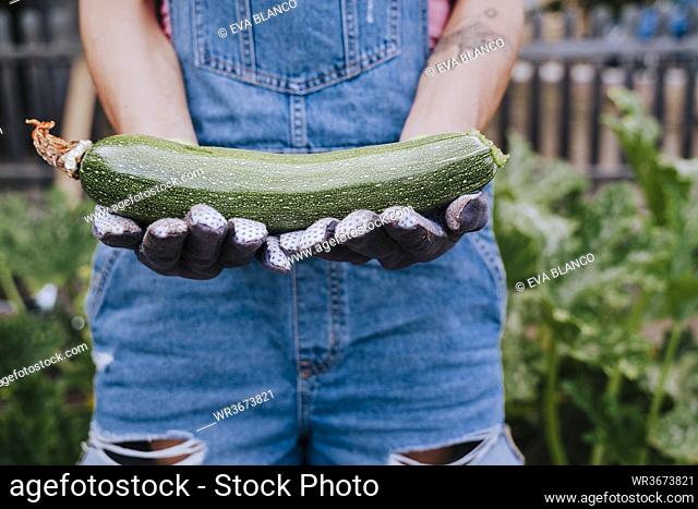 Close-up of mid adult woman holding zucchini while standing in vegetable garden