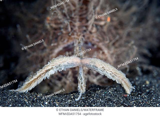 Hairy Frogfish uses lure to attract prey, Antennarius striatus, Lembeh Strait, North Sulawesi, Indonesia
