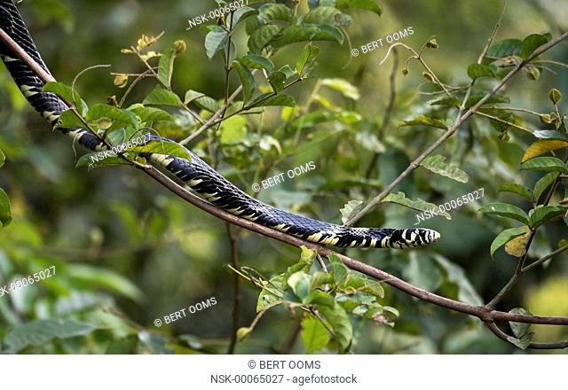 Tiger Rat snake (Spilotes pullatus) on a thin branch in the bush, Costa Rica, Limon, Tortuguero National Park