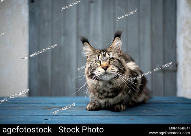 curious tabby maine coon cat with long ear tips sitting lowered in front of wooden door looking at camera with copy space