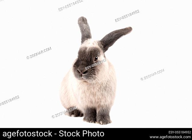 A beautiful lop rabbit against an isolated background