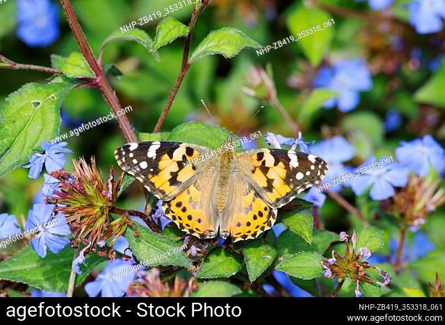 Painted Lady Butterfly - feeding on Plumbago flower Venessa cardui Essex, UK IN001287
