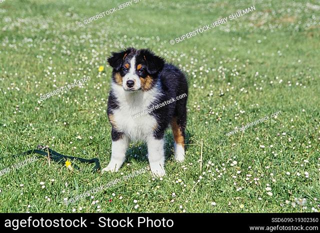 An Australian shepherd puppy dog standing in a grass lawn with a leash by its feet