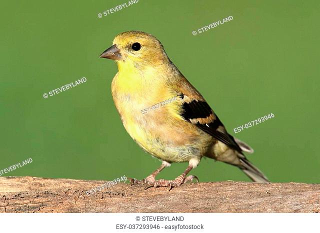 American Goldfinch (Carduelis tristis) perched on a branch with a green background