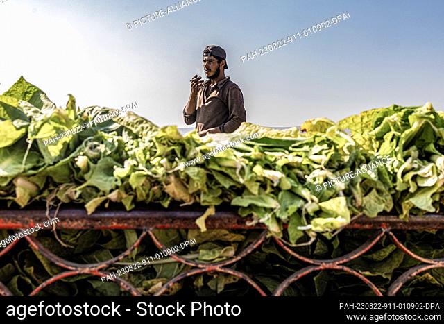 21 August 2023, Syria, Aleppo: A Syrian worker takes a cigarette break beside harvested tobacco leaves from a tobacco plantation at Al-Jalamah village in Afrin