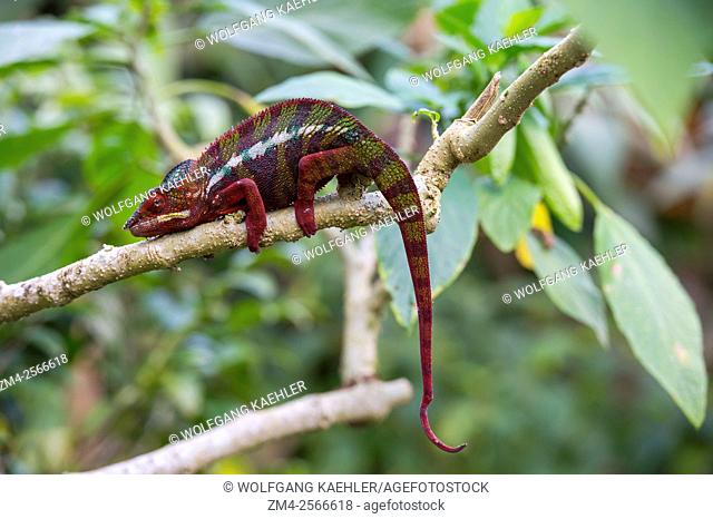 Male Panther Chameleon (Furcifer pardalis) at Mandraka Reserve near Moramanga, Madagascar