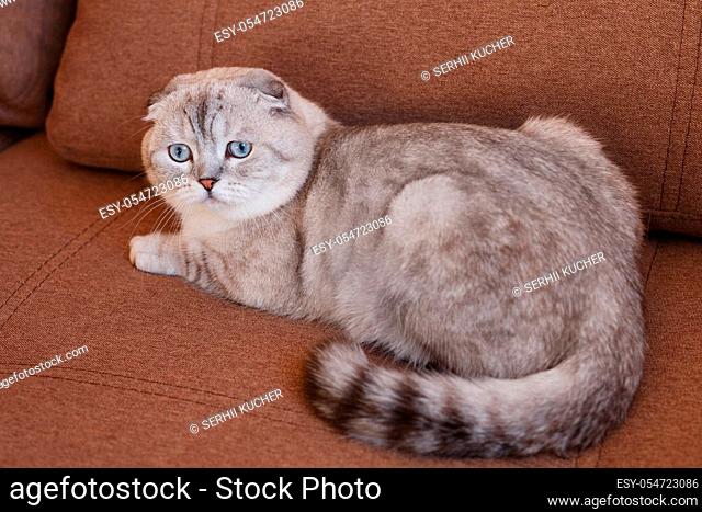 Gray young Scottish cat relaxing on a brown sofa on a bright sunny day. Thoroughbred breed