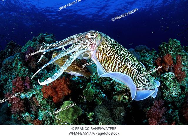 Pharao Cuttlefish, Sepia pharaonis, Richelieu Rock, Similan Islands, Andaman Sea, Thailand