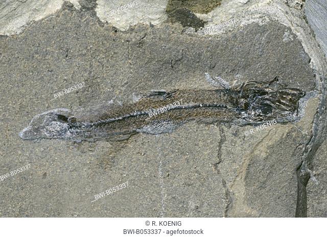 argentine, lesser argentine (Argentina sphyraena), fossilised argentine from Eocene, Denmark, Juetland
