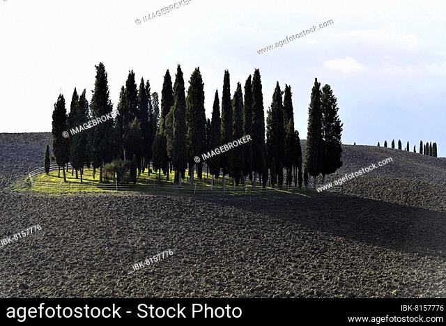 Landscape with cypresses, south of Siena, Crete Senesi, Tuscany, Italy, Europe