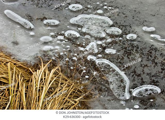 Ice bubbles and submerged grasses along shore of winter beaver pond