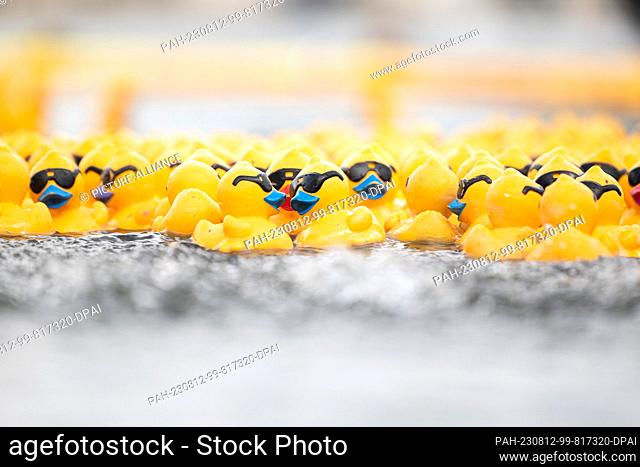 12 August 2023, Lower Saxony, Hanover: Yellow rubber ducks swim at the charity duck race on the race course on the north shore of the Maschsee