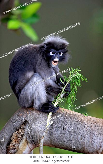 Dusky Leaf Monkey, (Trachypithecus obscurus), Presbytis obscura, adult on tree, Asia