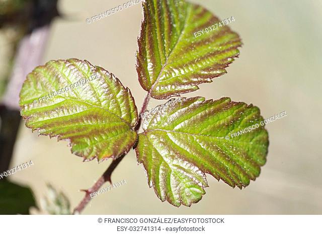 Leaves of a blackberry photographed close up. Horizontal shot with nayural light