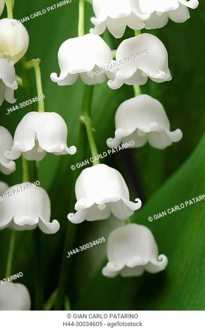 Lily of the valley or Convallaria majalis L