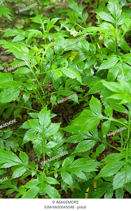 Patrinia scabiosaefolia, Herb Plant, Guangxi Botanical Garden of Medicinal Plants