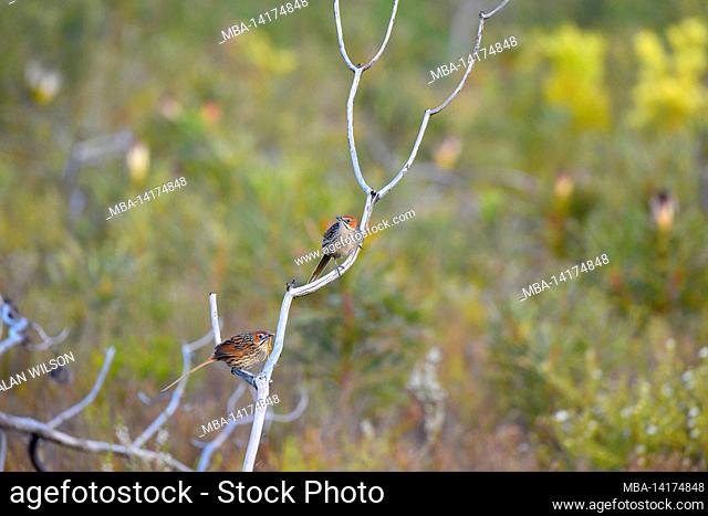 Cape Grassbirds [Sphenoeacus afer] perched on dead branch, western Cape, South Africa