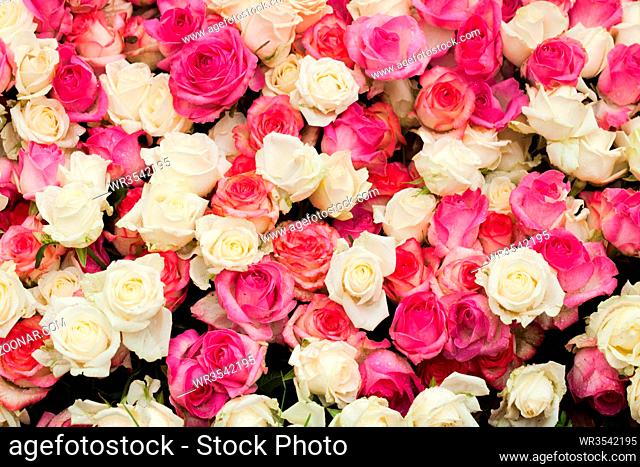 Beige and pink roses background, pattern for wedding design
