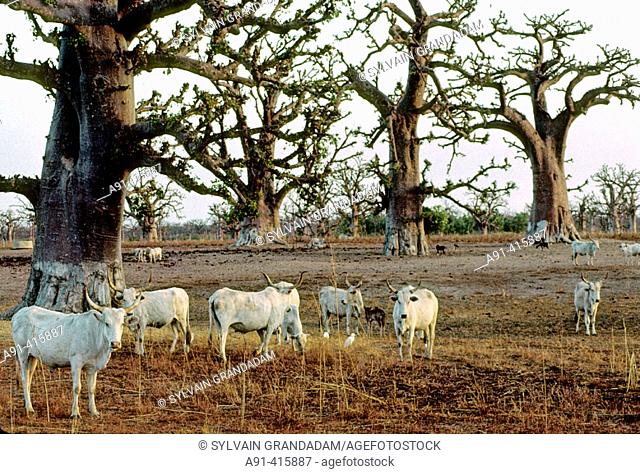 Peul cattle in baobabs forest of Bandia at sunrise, peninsula of Cap-Vert. Senegal