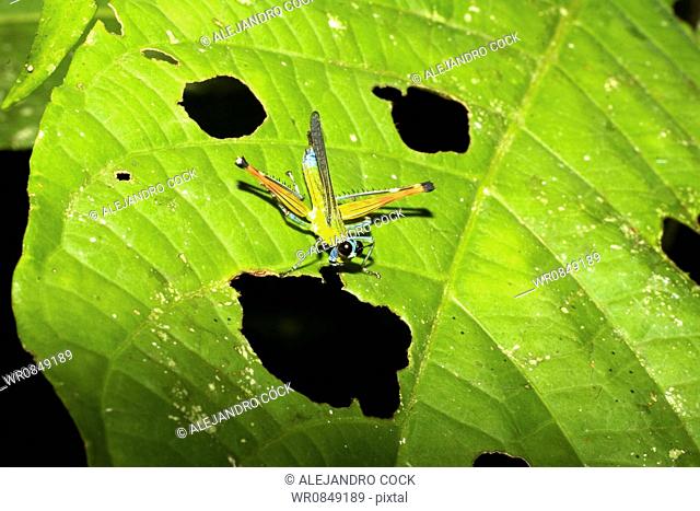 Euthystira brachyptera