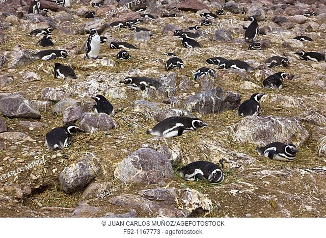 Magellanic Penguin (Spheniscus magellanicus), Patagonia, Argentina