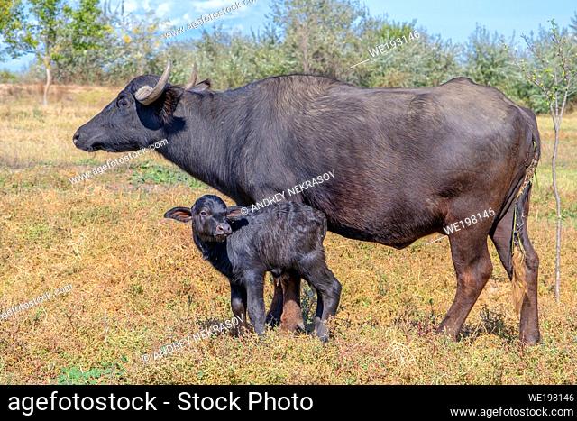 First day of life of a newborn calf Water Buffalo (Bubalis murrensis). Orlovka village, Reni raion, Odessa oblast, Ukraine