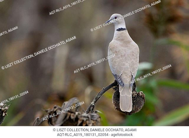 Eurasian Collared Dove perched, Eurasian Collared Dove, Streptopelia decaocto