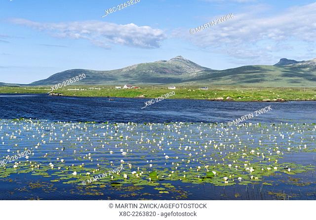 Landscape on the island of South Uist (Uibhist a Deas) in the Outer Hebrides. Pond with Nymphaea alba, also known as the European White Waterlily, White Lotus