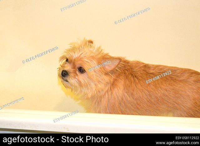 Chihuahua dog stands in a bath after a the walk