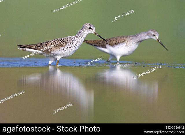 Marsh Sandpiper (Tringa stagnatilis), side view of two adults standing in the water, Campania, Italy