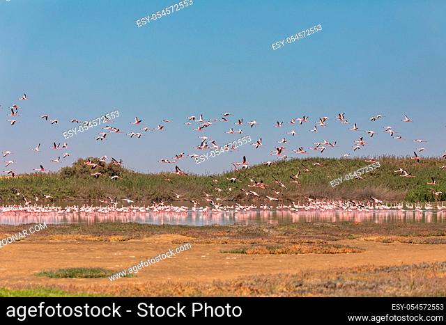 flying flock of beautiful bird Rosy Flamingo in Walvis Bay reservation, Namibia, Africa Safari wildlife