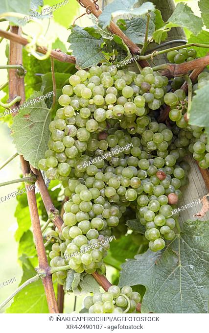 Spain, Guipuzcoa, Getaria, Bunch of grapes for txacoli wine production