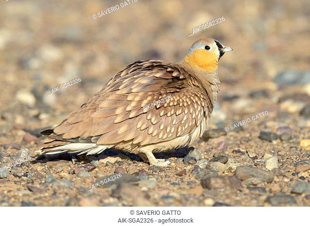 Crowned Sandrgouse (Pterocles coronatus), adult male standing in a stony desert in Morocco