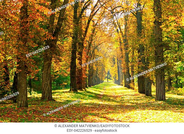 Autumn park with beautiful trees covered yellow and red foliage. Seasonal specific. Multicolored trees with path in autumn park