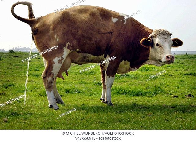 Peeing cow in a field. Netherlands