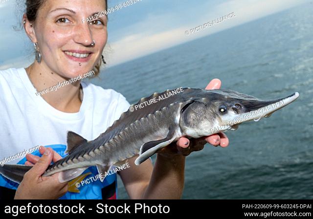 09 June 2022, Mecklenburg-Western Pomerania, Sassnitz: Christin Höhne, biologist and research assistant, at the Institute of Fisheries of the State Research...