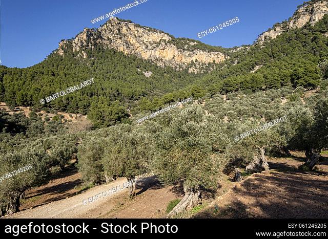 olive grove of Son Moragues, Valldemossa, Mallorca, Balearic Islands, Spain