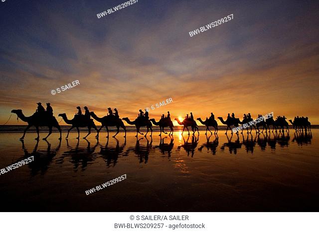 famous camel safari on Broome's Cable Beach at sunset with camels reflecting on wet beach, Australia, Western Australia, Broome, Cable Beach