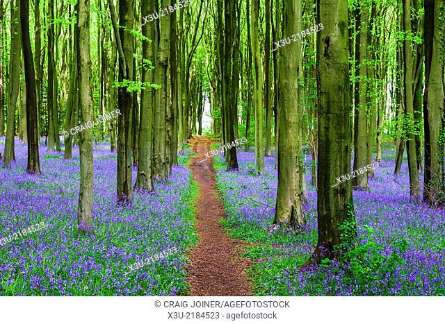 Pathway though bluebell and beech woodland in spring, Wrington, Somerset, England