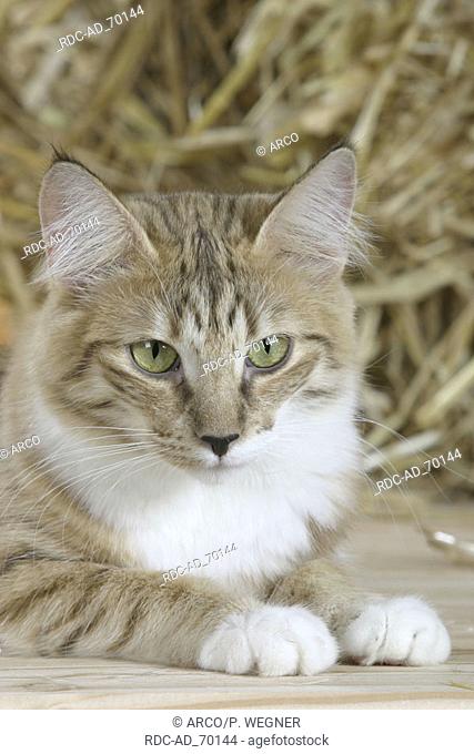 Norwegian Forest Cat cinnamon-spotted-tabby-white