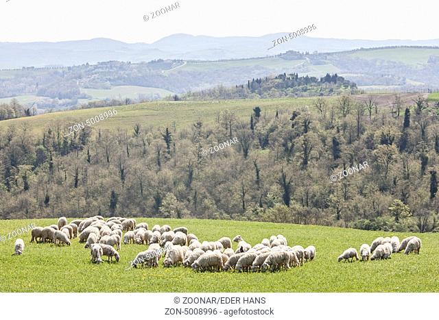 In der Crete Senesi sind immer wieder Schafherden anzutreffen, die nur von Hunden bewacht auf den kargen Wiesen weiden