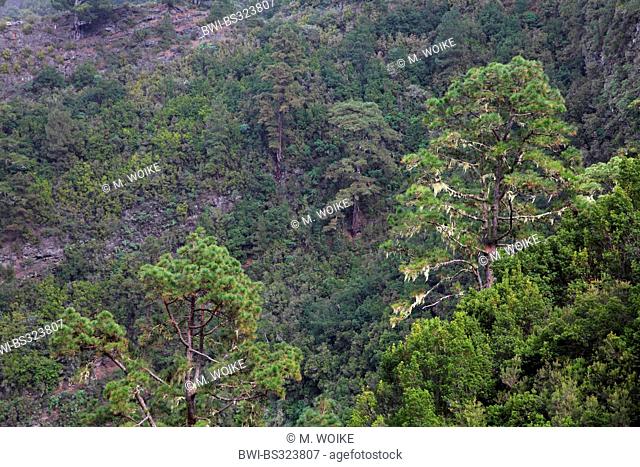 laurel forest and single pine trees at the steep rock slopes at the northern side of La Palma, Canary Islands, La Palma