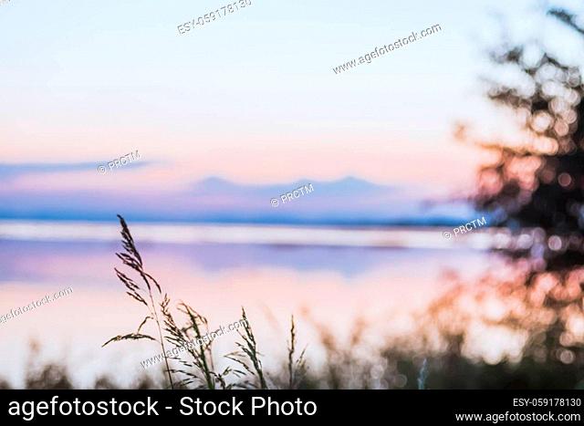 close up long wild grass growing near a lake. Background is blurred. Soft light. Pa Sak Jolasid Dam Lopburi Thailand